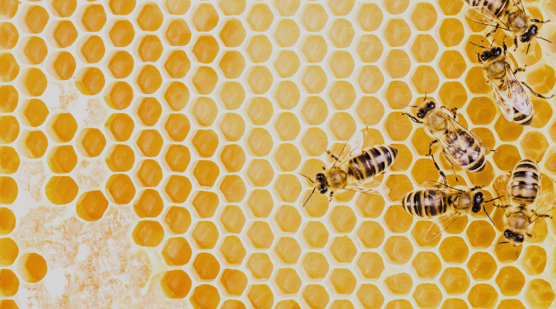 JOM Group goes Urban Farming